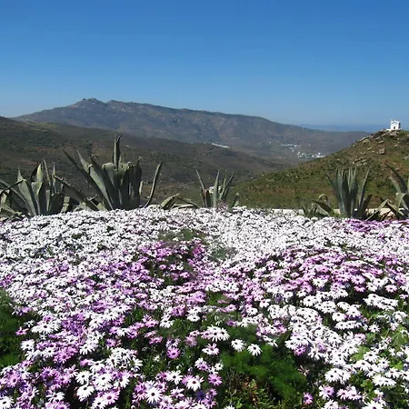 Astrokaktos Skaládhos